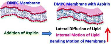 Graphical abstract: Incorporation of aspirin modulates the dynamical and phase behavior of the phospholipid membrane