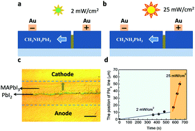 Graphical abstract: Ultrafast ion migration in hybrid perovskite polycrystalline thin films under light and suppression in single crystals