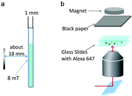 Graphical abstract: Reply to the ‘Comment on “Magnetic-field-enabled resolution enhancement in super-resolution imaging”' by Bergmann et al., Physical Chemistry Chemical Physics, 2017, 19, DOI: 10.1039/C6CP05108A