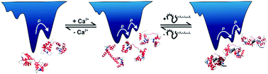 Graphical abstract: Probing conformational and functional substates of calmodulin by high pressure FTIR spectroscopy: influence of Ca2+ binding and the hypervariable region of K-Ras4B