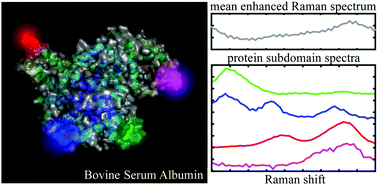 Graphical abstract: Spectral pointillism of enhanced Raman scattering for accessing structural and conformational information on single protein