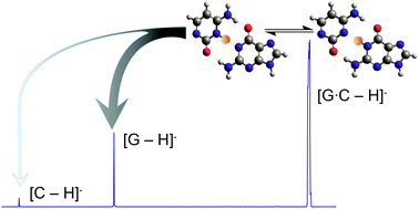 Graphical abstract: Deprotonated guanine·cytosine and 9-methylguanine·cytosine base pairs and their “non-statistical” kinetics: a combined guided-ion beam and computational study