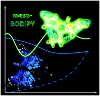 Graphical abstract: Rationalizing fluorescence quenching in meso-BODIPY dyes