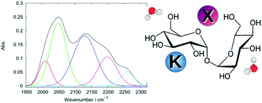 Graphical abstract: The water association band as a marker of hydrogen bonds in trehalose amorphous matrices