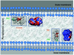 Graphical abstract: FbpA iron storage and release are governed by periplasmic microenvironments