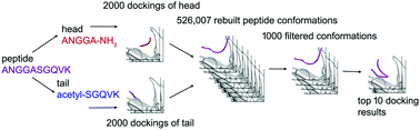 Graphical abstract: A fragment-based docking simulation for investigating peptide–protein bindings