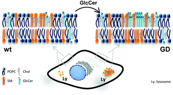 Graphical abstract: Pathological levels of glucosylceramide change the biophysical properties of artificial and cell membranes