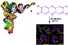 Graphical abstract: Exploring the interaction of phenothiazinium dyes methylene blue, new methylene blue, azure A and azure B with tRNAPhe: spectroscopic, thermodynamic, voltammetric and molecular modeling approach