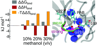 Graphical abstract: Solvent effects on ligand binding to a serine protease