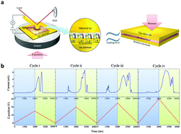 Graphical abstract: The dynamic conductance response and mechanics-modulated memristive behavior of the Azurin monolayer under cyclic loads