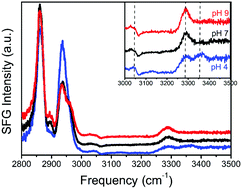 Graphical abstract: Identification of the response of protein N–H vibrations in vibrational sum-frequency generation spectroscopy of aqueous protein films