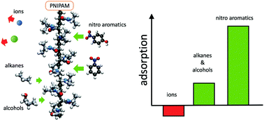 Graphical abstract: Selective solute adsorption and partitioning around single PNIPAM chains