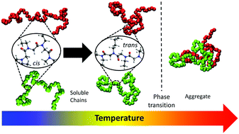 Graphical abstract: Unusual molecular mechanism behind the thermal response of polypeptoids in aqueous solutions