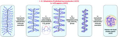 Graphical abstract: Intra-molecular interactions dominating the dehydration of a poly(2-isopropyl-2-oxazoline)-based densely grafted polymer comb in aqueous solution and hysteretic liquid–liquid phase separation