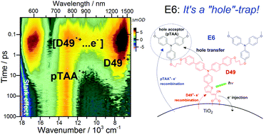 Graphical abstract: Ultrafast electron and hole transfer dynamics of a solar cell dye containing hole acceptors on mesoporous TiO2 and Al2O3