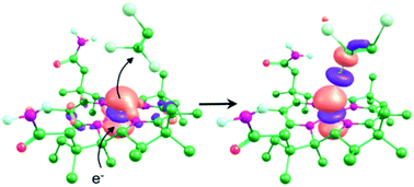 Graphical abstract: A common mechanism for coenzyme cobalamin-dependent reductive dehalogenases