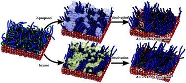 Graphical abstract: Molecular dynamics simulations of phosphonic acid–aluminum oxide self-organization and their evolution into ordered monolayers