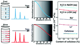 Graphical abstract: Cation/macromolecule interaction in alkaline cellulose solution characterized with pulsed field-gradient spin-echo NMR spectroscopy