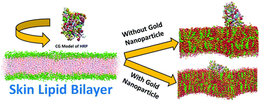 Graphical abstract: Transdermal cellular membrane penetration of proteins with gold nanoparticles: a molecular dynamics study