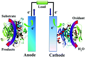 Graphical abstract: Nanostructured material-based biofuel cells: recent advances and future prospects