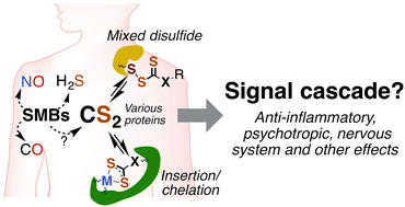 Graphical abstract: Carbon disulfide. Just toxic or also bioregulatory and/or therapeutic?