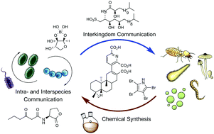 Graphical abstract: Total synthesis and functional analysis of microbial signalling molecules