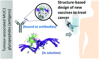Graphical abstract: Principles of mucin structure: implications for the rational design of cancer vaccines derived from MUC1-glycopeptides