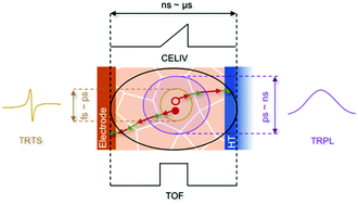 Graphical abstract: Insights into charge carrier dynamics in organo-metal halide perovskites: from neat films to solar cells