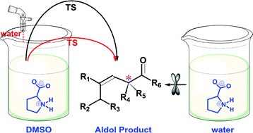 Graphical abstract: Mechanisms and reactivity differences of proline-mediated catalysis in water and organic solvents