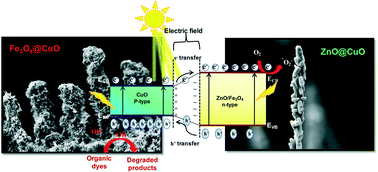 Graphical abstract: Enhanced photocatalytic activity of hierarchical three dimensional metal oxide@CuO nanostructures towards the degradation of Congo red dye under solar radiation