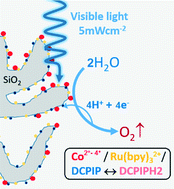 Graphical abstract: Visible light promoted photocatalytic water oxidation: proton and electron collection via a reversible redox dye mediator