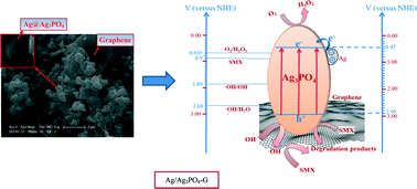 Graphical abstract: The roles of conjugations of graphene and Ag in Ag3PO4-based photocatalysts for degradation of sulfamethoxazole