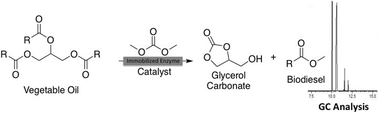 Graphical abstract: Consecutive lipase immobilization and glycerol carbonate production under continuous-flow conditions