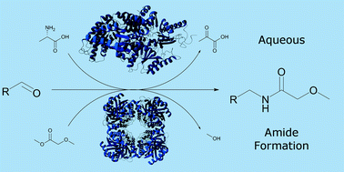 Graphical abstract: One-pot biocatalytic amine transaminase/acyl transferase cascade for aqueous formation of amides from aldehydes or ketones