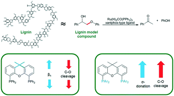 Graphical abstract: Electronic and bite angle effects in catalytic C–O bond cleavage of a lignin model compound using ruthenium Xantphos complexes