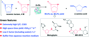 Graphical abstract: Green access to chiral Vince lactam in a buffer-free aqueous system using a newly identified substrate-tolerant (−)-γ-lactamase