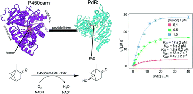 Graphical abstract: Partial fusion of a cytochrome P450 system by carboxy-terminal attachment of putidaredoxin reductase to P450cam (CYP101A1)