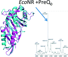 Graphical abstract: Substrate and cofactor binding to nitrile reductase: a mass spectrometry based study