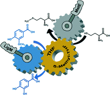 Graphical abstract: Demethylation of vanillic acid by recombinant LigM in a one-pot cofactor regeneration system