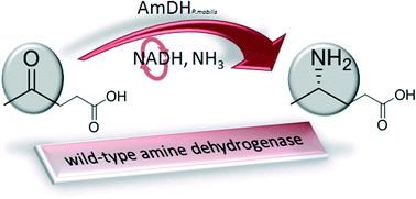 Graphical abstract: Asymmetric reductive amination by a wild-type amine dehydrogenase from the thermophilic bacteria Petrotoga mobilis