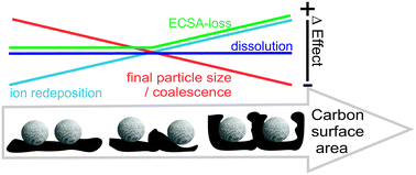 Graphical abstract: The impact of the morphology of the carbon support on the activity and stability of nanoparticle fuel cell catalysts