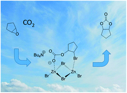 Graphical abstract: The effect of ring size on the selective carboxylation of cycloalkene oxides