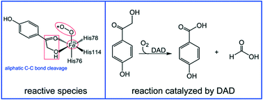 Graphical abstract: Cleavage mechanism of the aliphatic C–C bond catalyzed by 2,4′-dihydroxyacetophenone dioxygenase from Alcaligenes sp. 4HAP: a QM/MM study