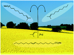 Graphical abstract: Fishing for the right catalyst for the cross-metathesis reaction of methyl oleate with 2-methyl-2-butene