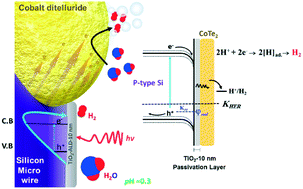 Graphical abstract: A heteroelectrode structure for solar water splitting: integrated cobalt ditelluride across a TiO2-passivated silicon microwire array