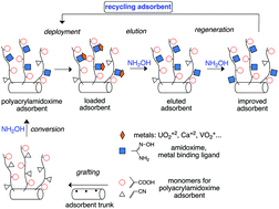 Graphical abstract: Elution by Le Chatelier's principle for maximum recyclability of adsorbents: applied to polyacrylamidoxime adsorbents for extraction of uranium from seawater