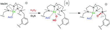Graphical abstract: Supramolecular control of monooxygenase reactivity in a copper(ii) cryptate