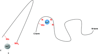 Graphical abstract: Coordination of Zn2+ and Cu2+ to the membrane disrupting fragment of amylin
