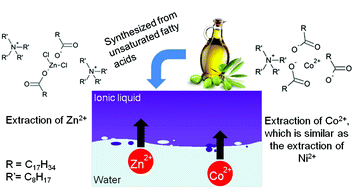 Graphical abstract: A mechanism for solvent extraction of first row transition metals from chloride media with the ionic liquid tetraoctylammonium oleate