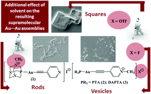 Graphical abstract: Tuning supramolecular aurophilic structures: the effect of counterion, positive charge and solvent